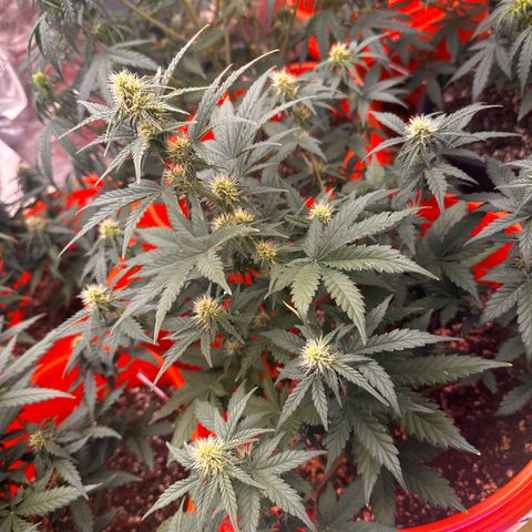 GSC growlog timeline photo