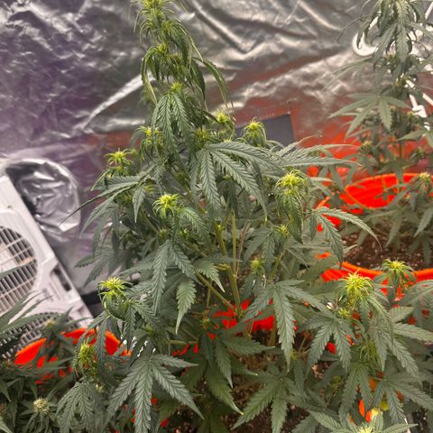 GSC growlog timeline photo
