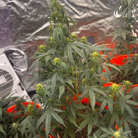 GSC growlog timeline photo
