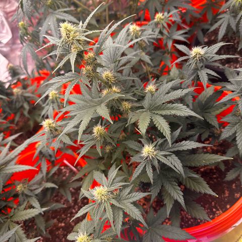 GSC growlog timeline photo
