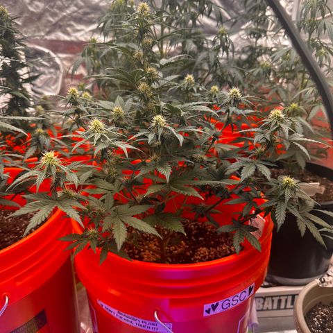 GSC growlog timeline photo
