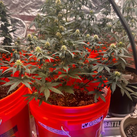 GSC growlog timeline photo