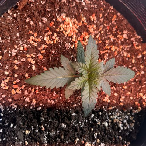 Mephisto’s Wedding  growlog timeline photo