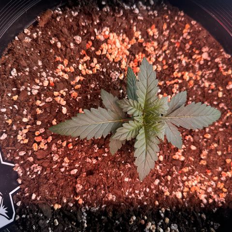 Mephisto’s Wedding  growlog timeline photo