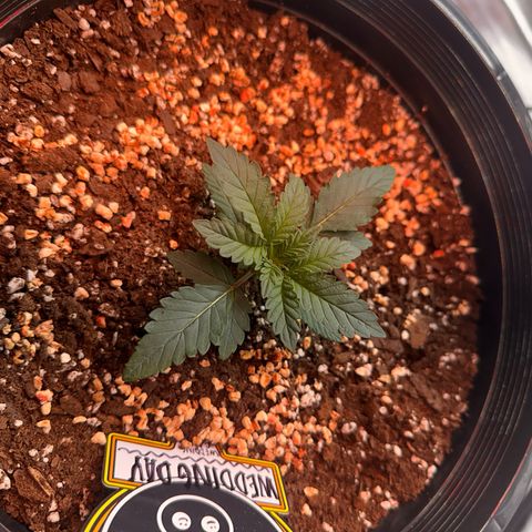 Mephisto’s Wedding  growlog timeline photo