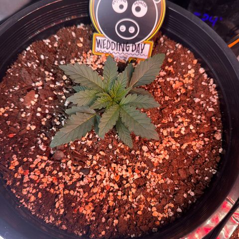 Mephisto’s Wedding  growlog timeline photo