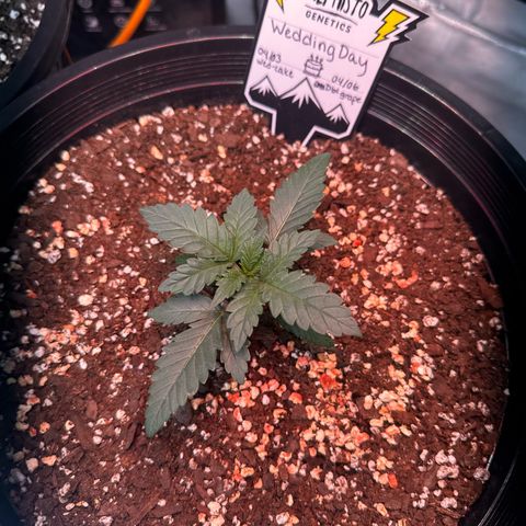 Mephisto’s Wedding  growlog timeline photo