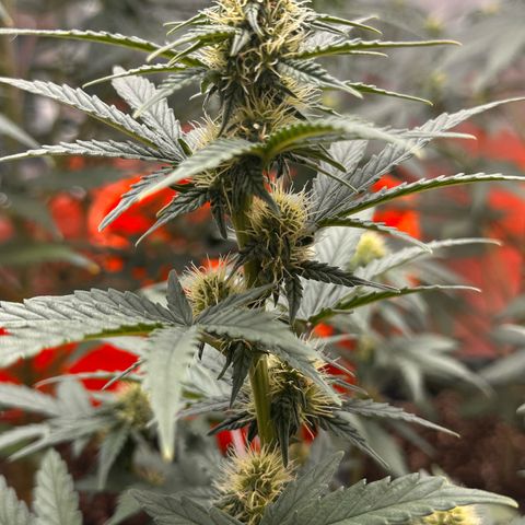 GSC growlog timeline photo