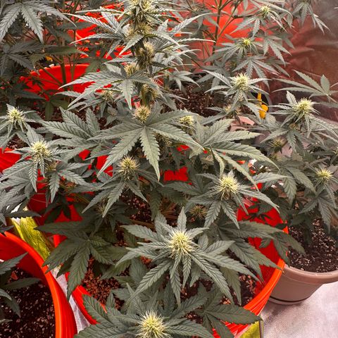 GSC growlog timeline photo