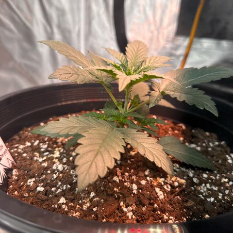 Mephisto’s Wedding  growlog timeline photo