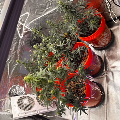 GSC growlog timeline photo