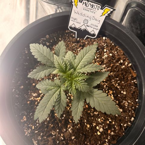 Mephisto’s Wedding  growlog timeline photo