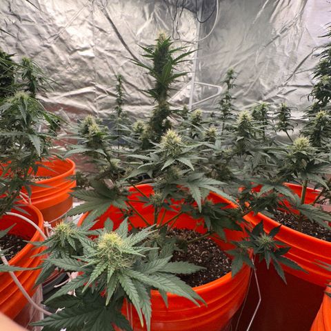 GSC growlog timeline photo