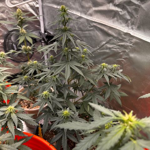 GSC growlog timeline photo