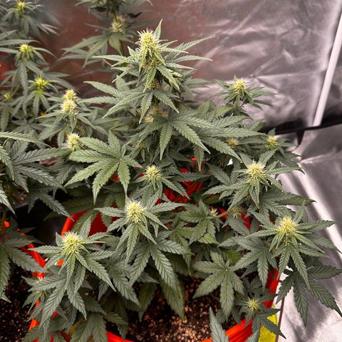 GSC growlog timeline photo