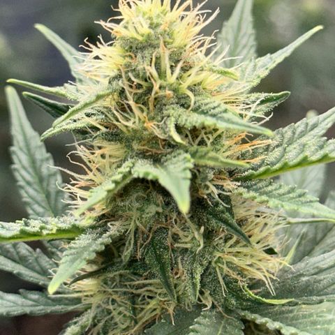 GSC growlog timeline photo