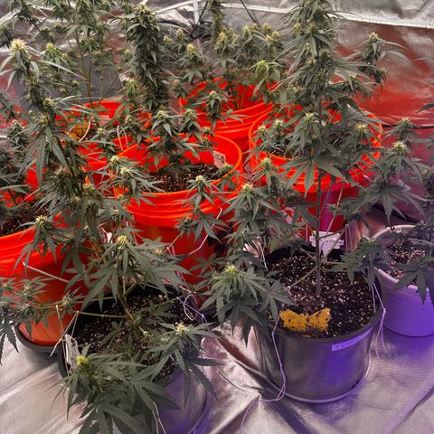 GSC growlog timeline photo
