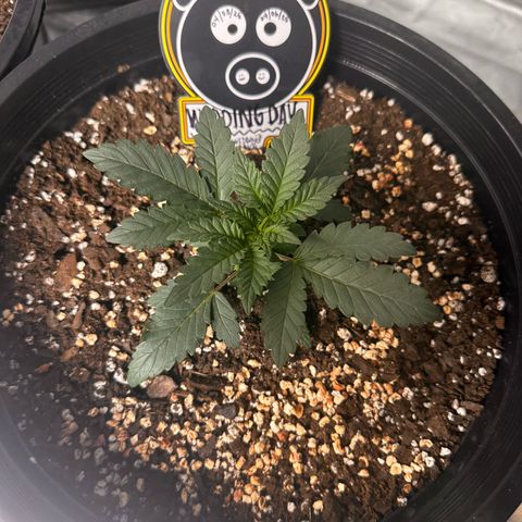 Mephisto’s Wedding  growlog timeline photo
