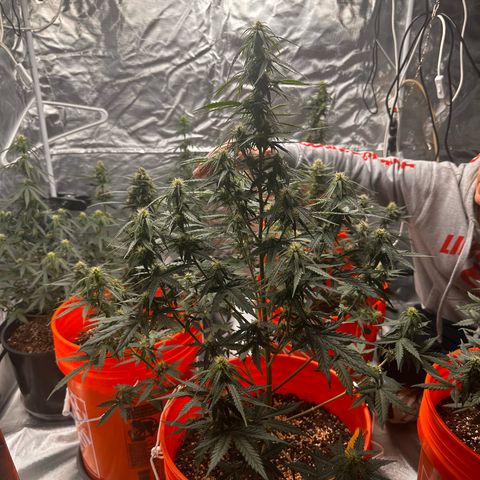 GSC growlog timeline photo