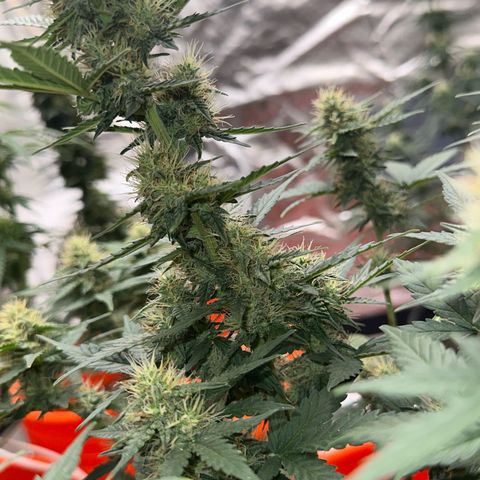 GSC growlog timeline photo