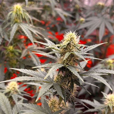 GSC growlog timeline photo