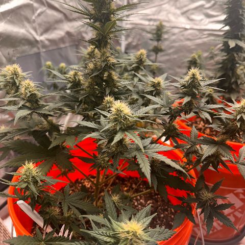 GSC growlog timeline photo