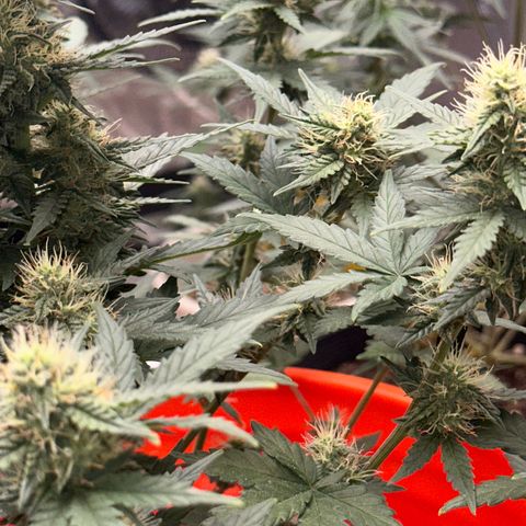 GSC growlog timeline photo