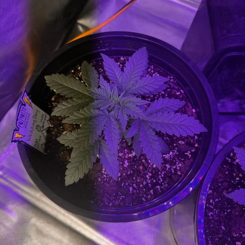 Mephisto’s Wedding  growlog timeline photo