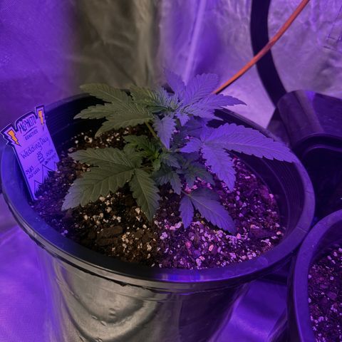 Mephisto’s Wedding  growlog timeline photo