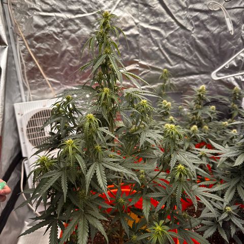 GSC growlog timeline photo