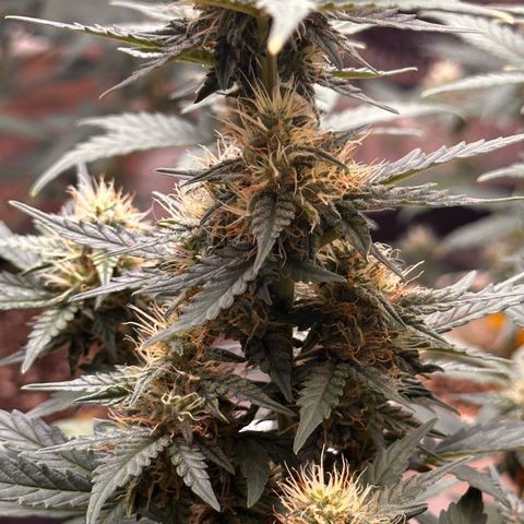 GSC growlog timeline photo