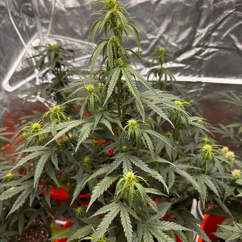 GSC growlog timeline photo