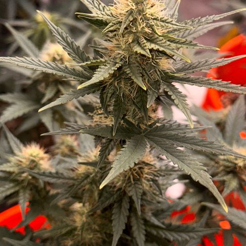 GSC growlog timeline photo