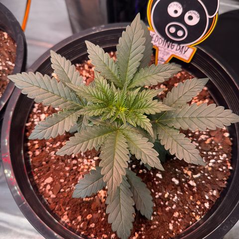 Mephisto’s Wedding  growlog timeline photo