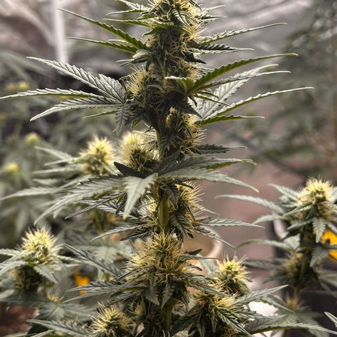GSC growlog timeline photo