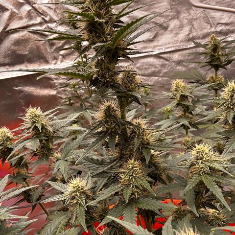 GSC growlog timeline photo