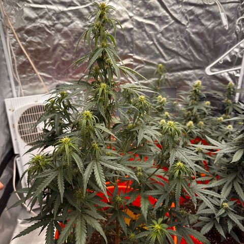 GSC growlog timeline photo