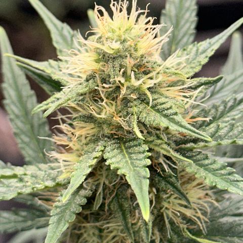 GSC growlog timeline photo