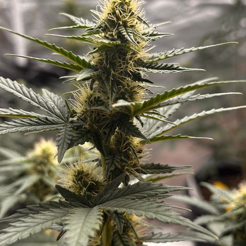 GSC growlog timeline photo