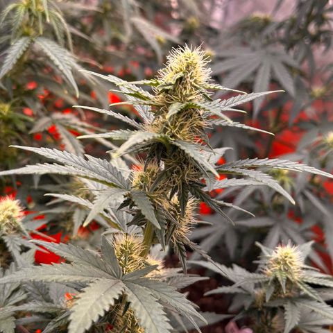 GSC growlog timeline photo
