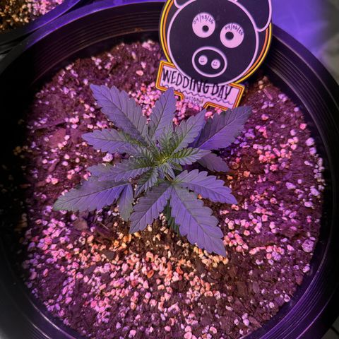 Mephisto’s Wedding  growlog timeline photo
