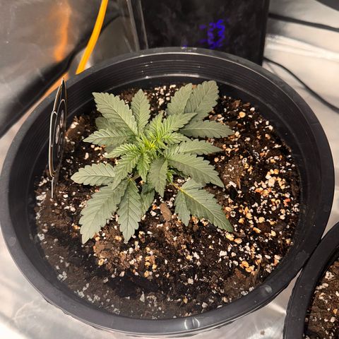 Mephisto’s Wedding  growlog timeline photo