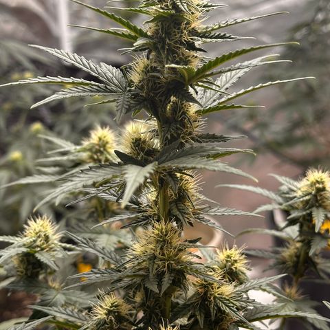 GSC growlog timeline photo
