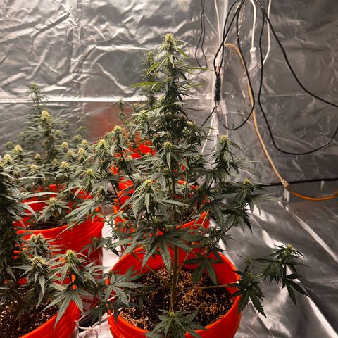 GSC growlog timeline photo