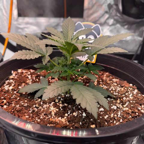 Mephisto’s Wedding  growlog timeline photo