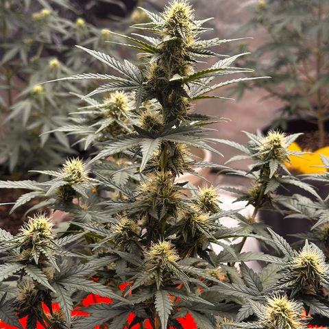 GSC growlog timeline photo