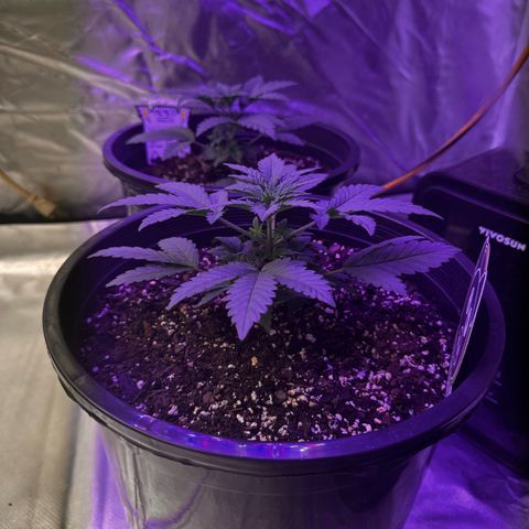 Mephisto’s Wedding  growlog timeline photo