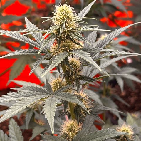 GSC growlog timeline photo