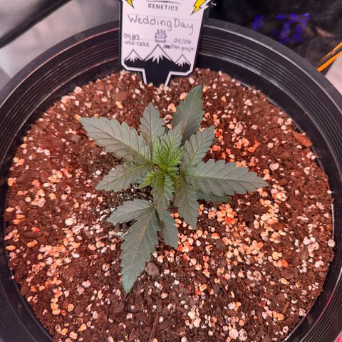 Mephisto’s Wedding  growlog timeline photo