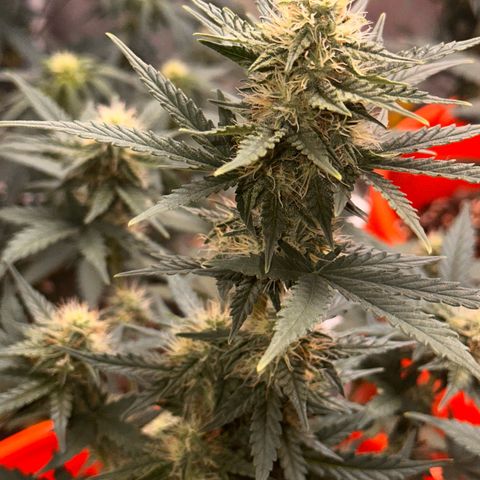 GSC growlog timeline photo
